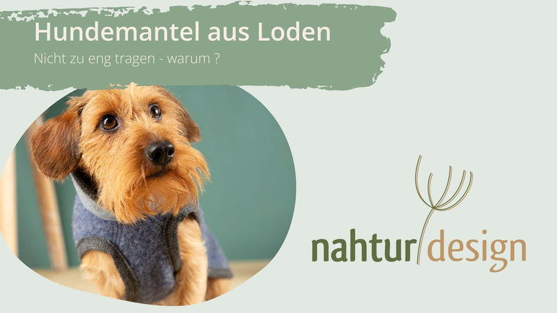 Hundemantel aus Loden - Nicht zu eng tragen