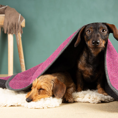 Hundedecken und Katzendecken | Lodendecken