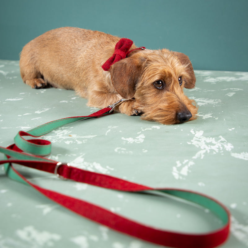 Halsband-Leine-Fliege-plastikfrei_rot-8