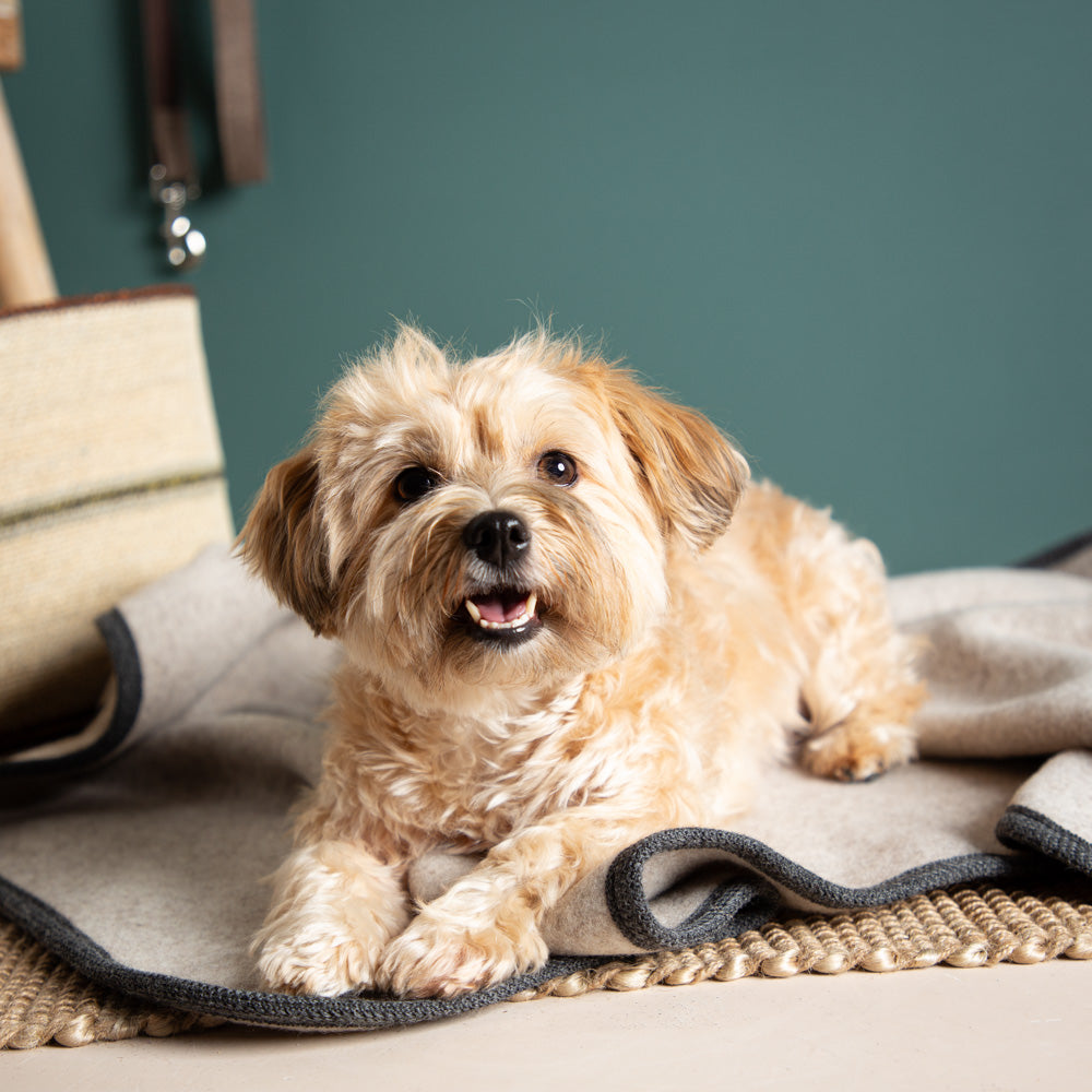 Hundedecke_Merinowolle_beige-6