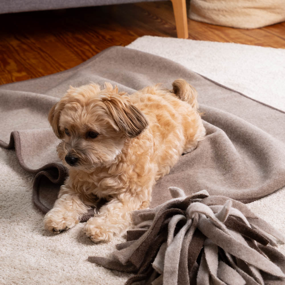 Hundedecke "Premium" | 100% Merinowolle