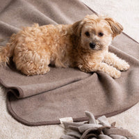 Hundedecke "Premium" | 100% Merinowolle