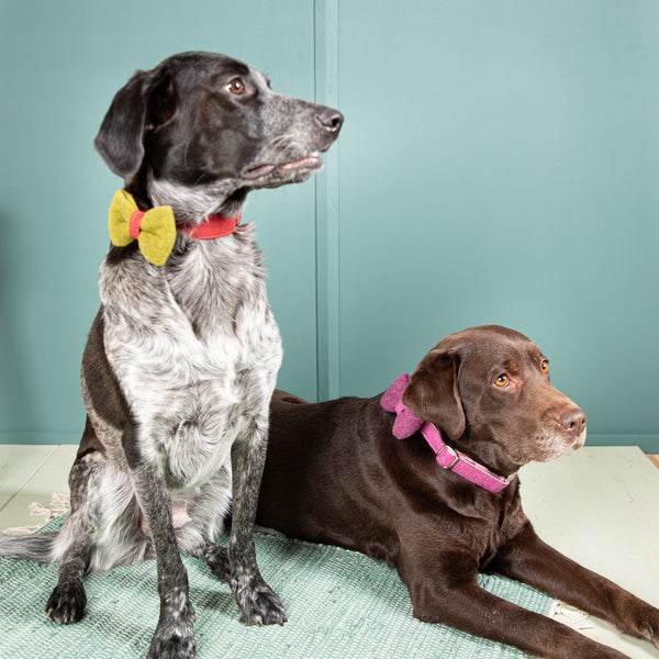 Hundehalsband-Schleife-Wolle-Loden-3