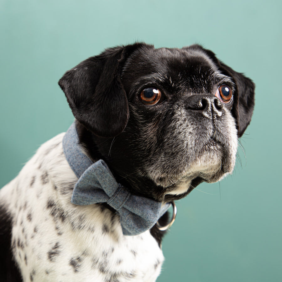 Hundehalsband aus Loden