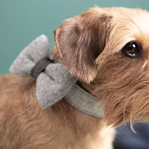 Hundehalsband-Schleife-Wolle-Loden-6