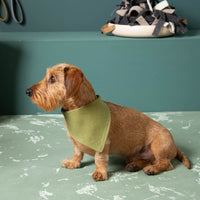Hundehalstuch_live_mitHund-7