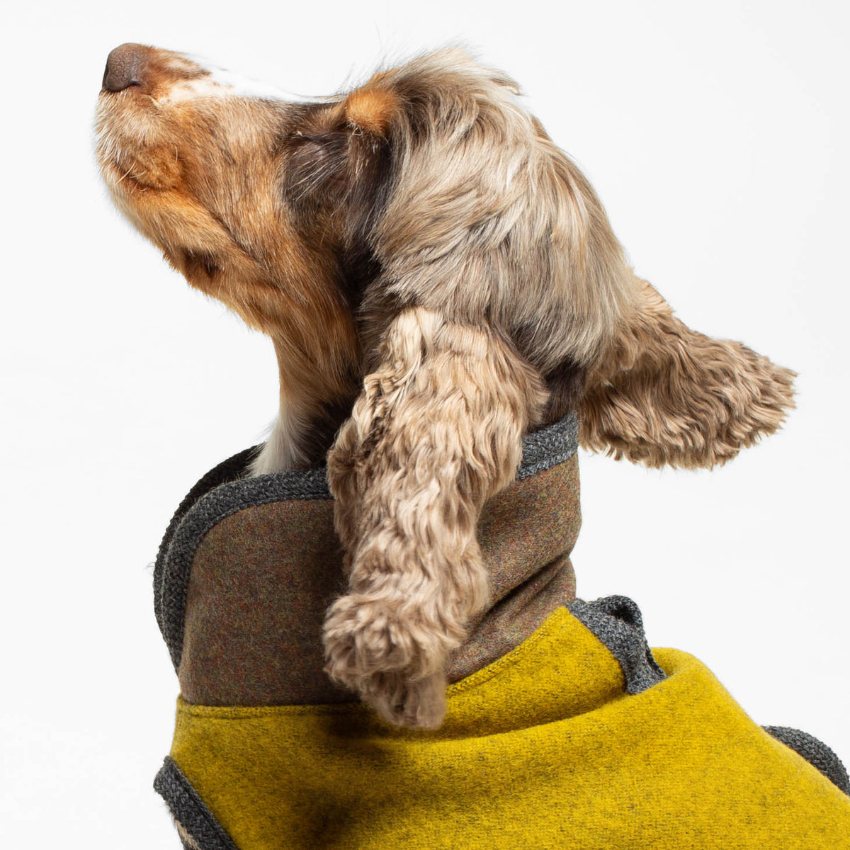 Warmer Hundemantel | Standard | Größe 7 | EINZELSTÜCK | curry