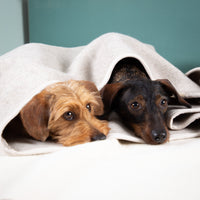 Hundeschlafsack aus mongolischer Merinowolle