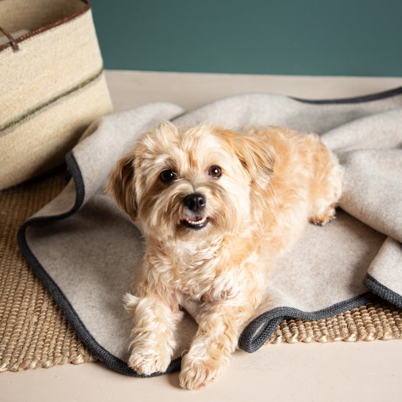 Hundedecke aus Merinowolle - mulesingfrei - beige