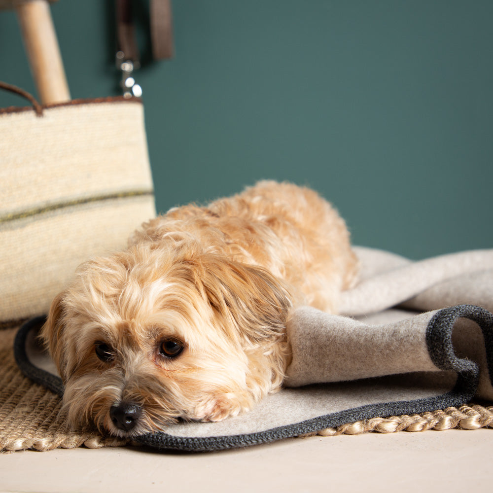 Hundedecke aus Merinowolle - mulesingfrei - beige_5