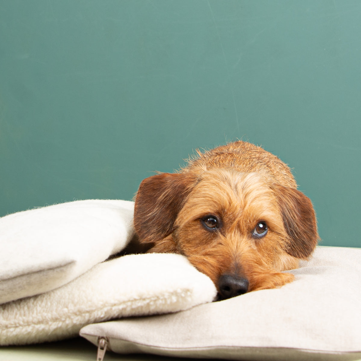 Hundetasche_Kuschelkissen-verschiedene Texturen